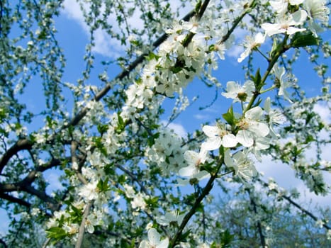 The spring time, beautiful blooming trees branches
