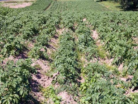 The beautiful green immature potato field, agriculture theme