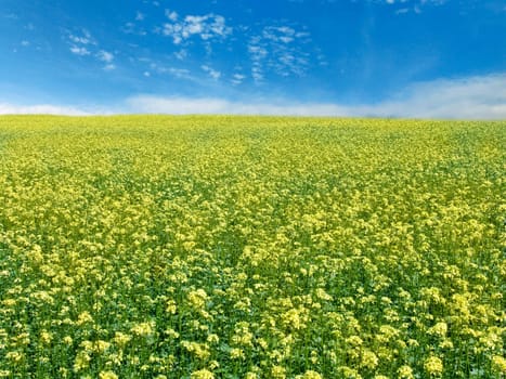 The beautiful rape field and clear blue sky, agriculture theme