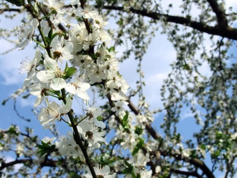 The spring time, beautiful blooming trees branches