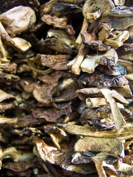 The beautiful dry honey agarics on a counter