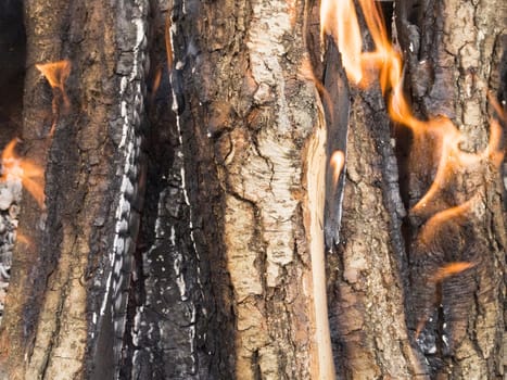 The firewood burning for cooking grill or barbecue