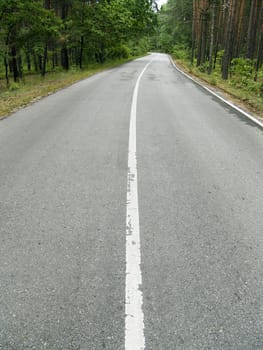 The asphalt road in a wild pine woods