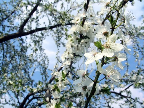 The spring time, beautiful blooming trees branches