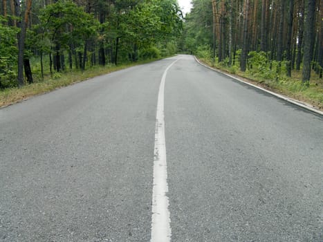 The wide asphalt road in a wild pine woods