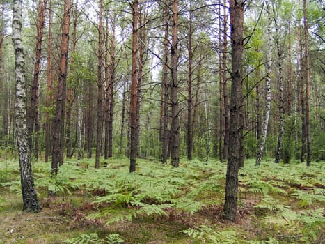 The mixed forest, birch and pine trees with fern bottom, beautiful wild nature landscape