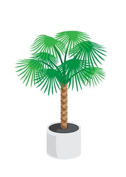Vector palm tree on the white background