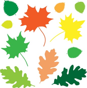 Oak and maple leaves on the white background