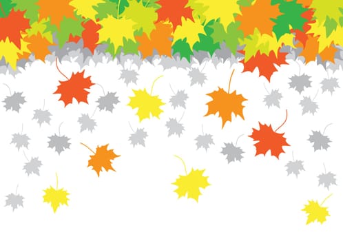 falling maple leaves on the white background