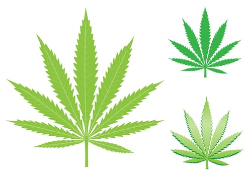 green hemp, cannabis leaf isolated on the white background