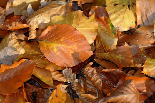 Beech leaves