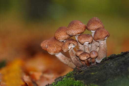 Honey fungus