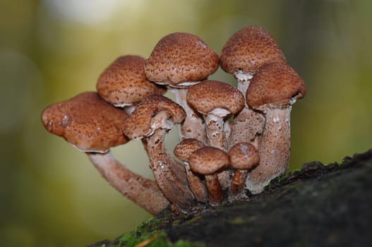 Honey fungus