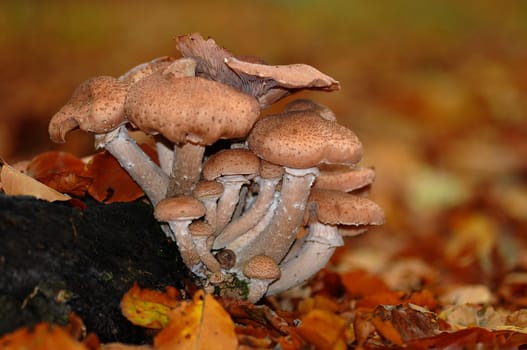 Honey fungus