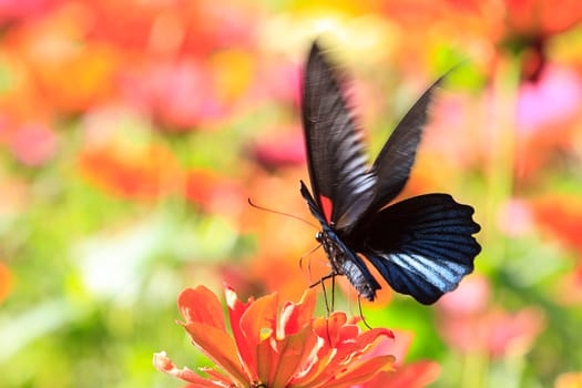 butterflies flying in cosmos flowers