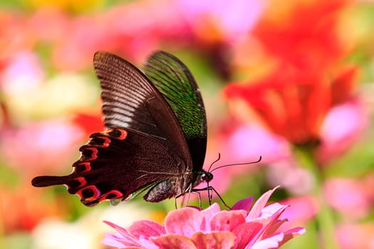 butterflies flying in cosmos flowers