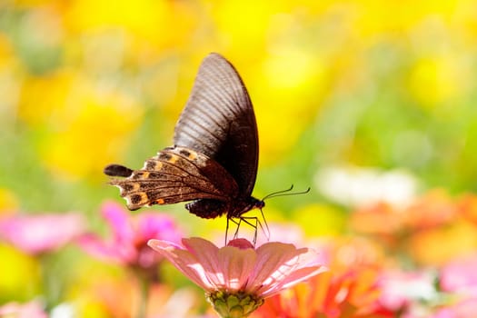 butterflies flying in cosmos flowers
