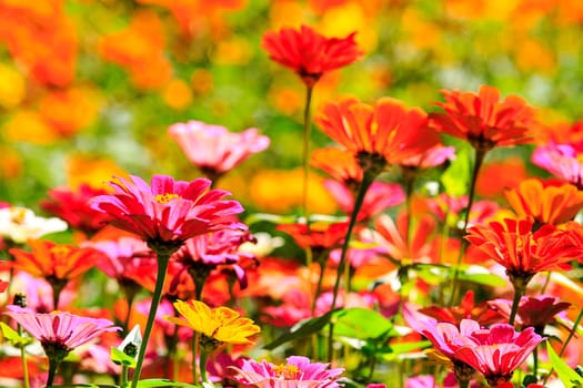 field of daisy flowers for adv or others purpose use