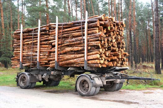 sawn-off tree trunks ready for transport