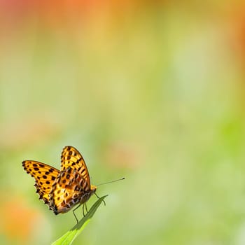 butterflies flying in cosmos flowers