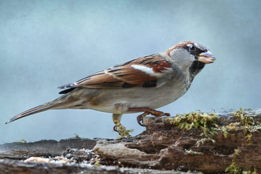 The passerine (Passeridae)