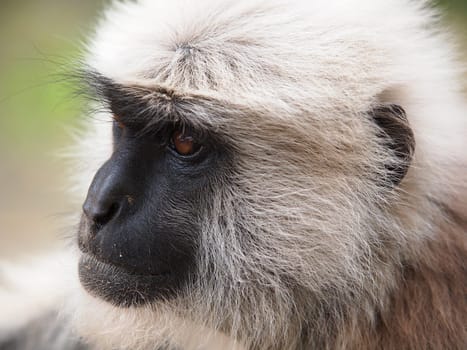 portrait of white monkey with sead face