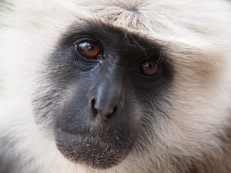 closeup portrait of sead monkey
