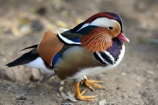Details of a side view of a mandarin duck in nature.