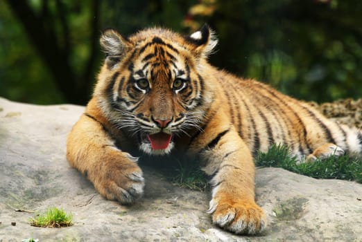 Young Tiger
