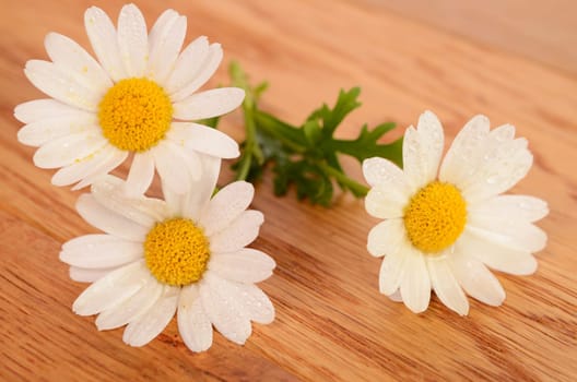 Daisies