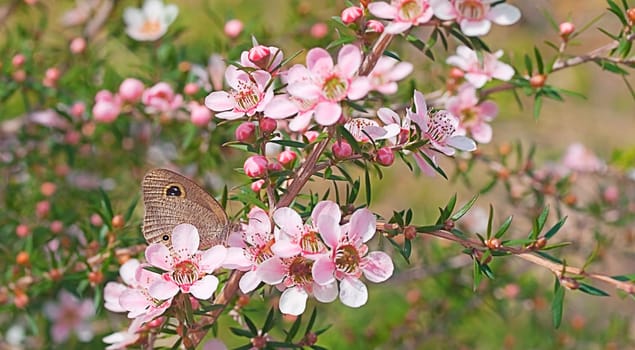 Fauna and flora and fauna of Australia native leptospernum flowers and butterfly in pretty natural bushland setting