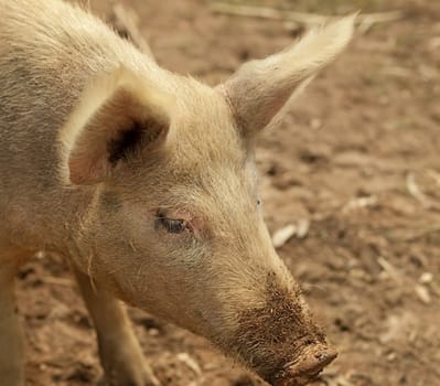 portrait of pig live animal on a farm with muddy snout