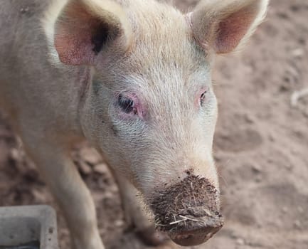 portrait of pig live animal on a farm with muddy snout