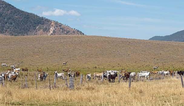 cows and australian beef cattle graze on ranch farmland in Australia for agriculture