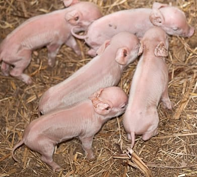 Five baby piglets newborn pigs live animals one day old on farm