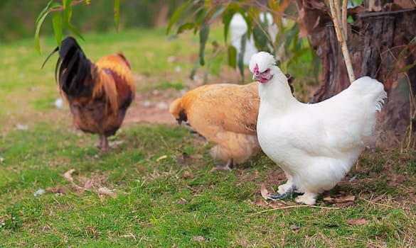 organic living three free range chickens two chooks and rooster
