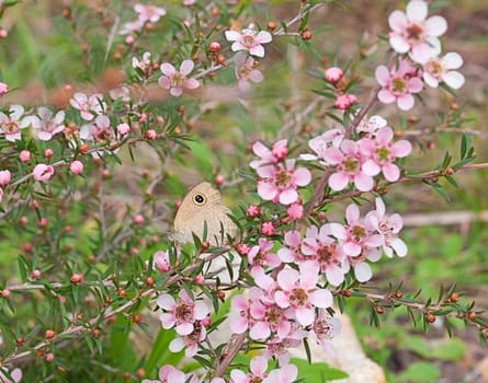 Fauna and flora of Australia native leptospernum flower and butterfly in pretty natural bushland setting