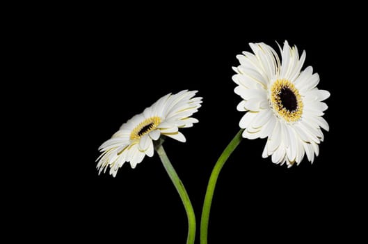 White Gerbera