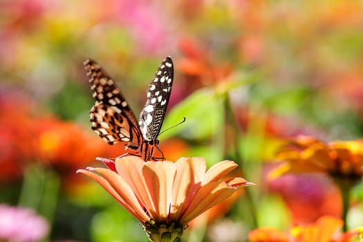 butterflies flying in cosmos flowers