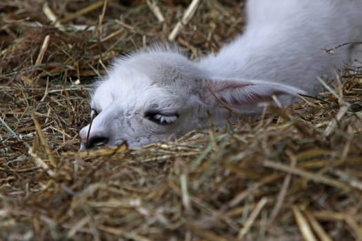 Llama Juvenile