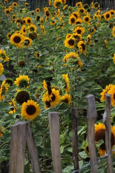 Sunflowers behind a fence
