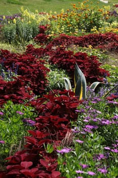 Colourful flower meadow