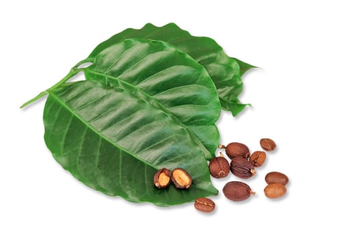 Coffee beans,leafs,fruits and seeds