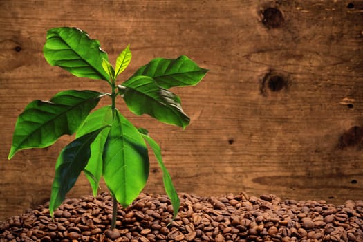 Coffee tree with coffee beans