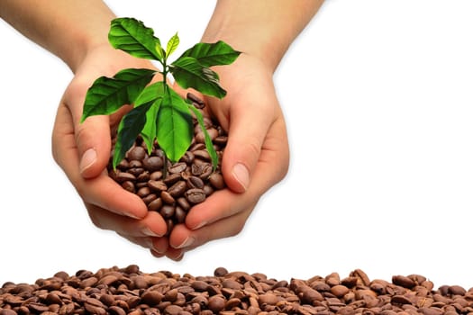 Hands with coffee tree,isolated