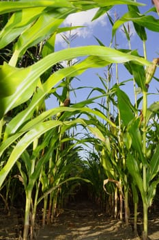 Cornfield