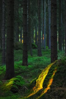 Evening strip light in the forest