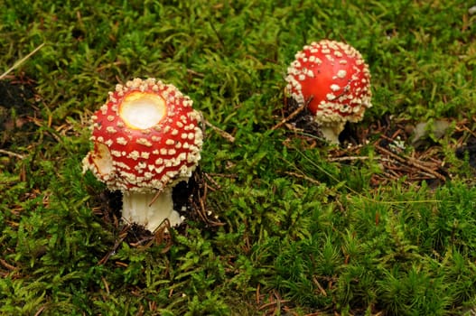 Small toadstools
