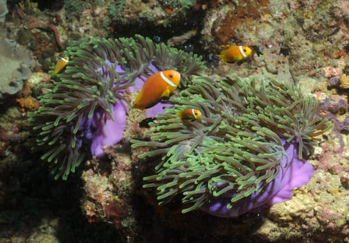 Nemos