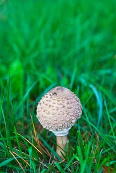 Mushroom in a damp meadow